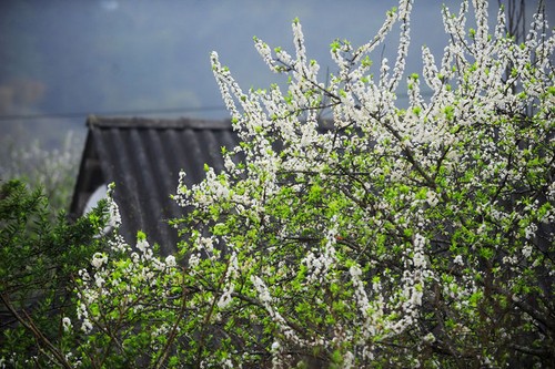 Moc Chau- a plateau of flowers - ảnh 2